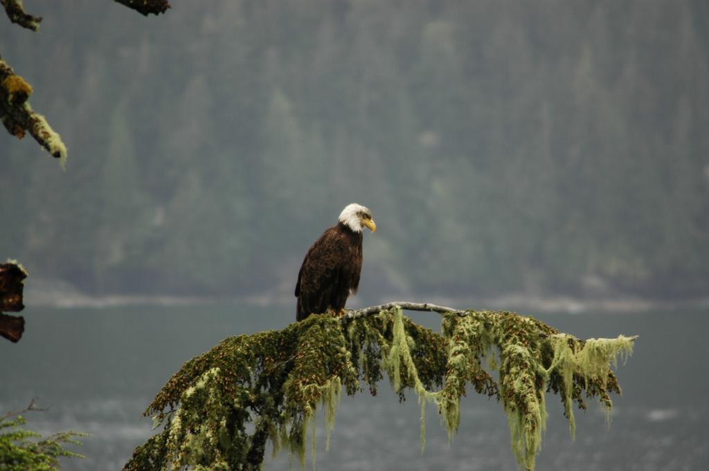 Bjørn Holm Villa Port Renfrew Eksteriør billede